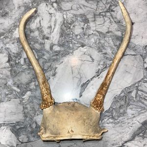 Pair of Antlers (Real Taxidermy)
